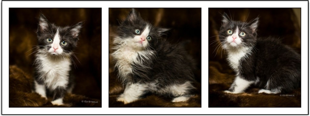 Tuxedo Kittens