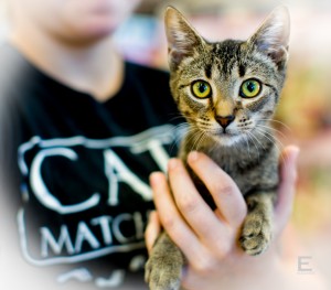 cat-matchers-adoption-2012-4002